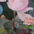 Rose is rose - acrylique et huile sur toile 22 x 27 cm – 2018