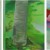 Les intrigants (piste 3) - acrylique et huile sur toile - d'après les hasards heureux de l'escarpolette de Fragonard. 5 fois 61 x 50 cm - 2014