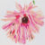 Fleur rose punk 1 - crayons couleur sur papier - 28 x 30 cm - 2021